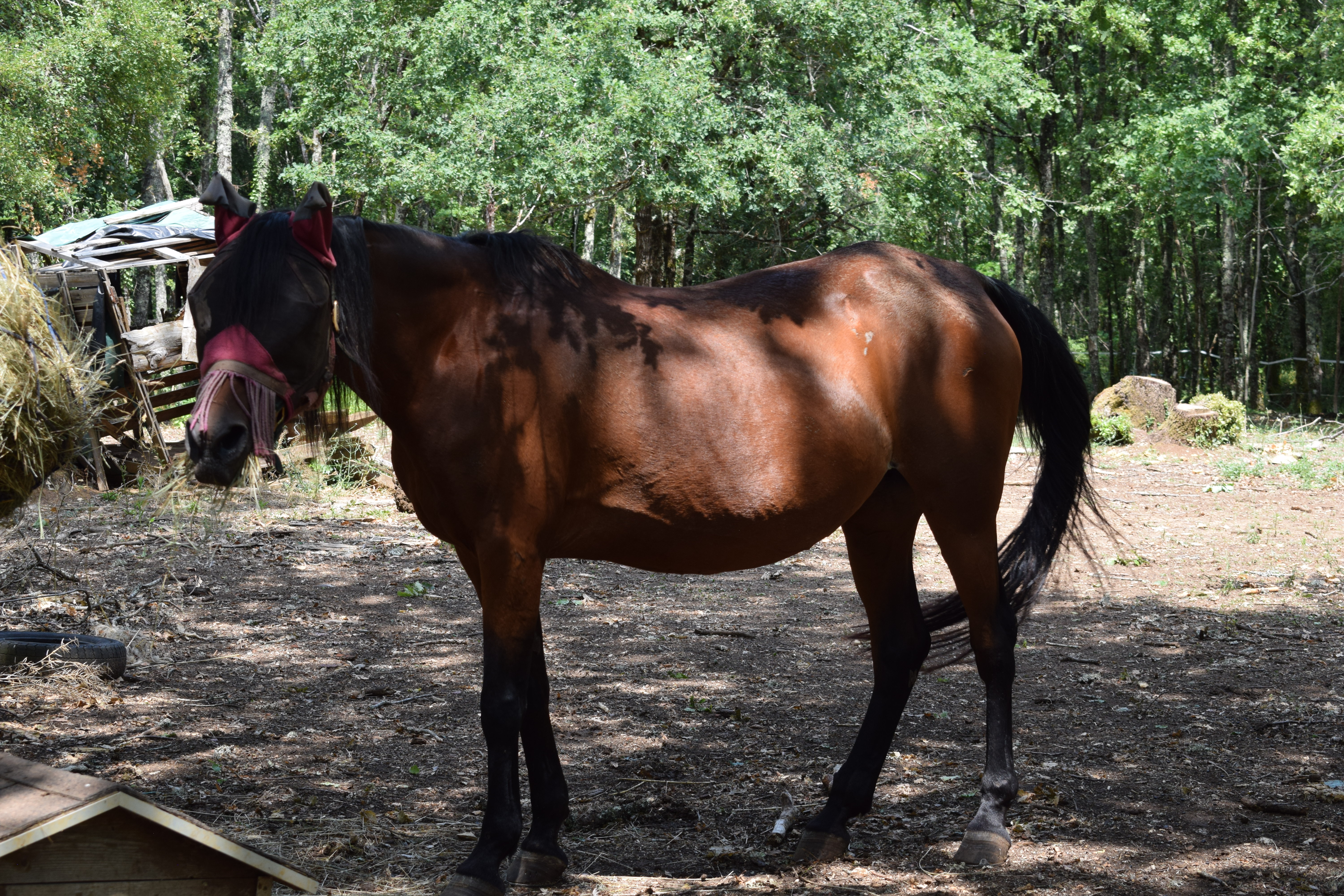 Le cheval du domaine
