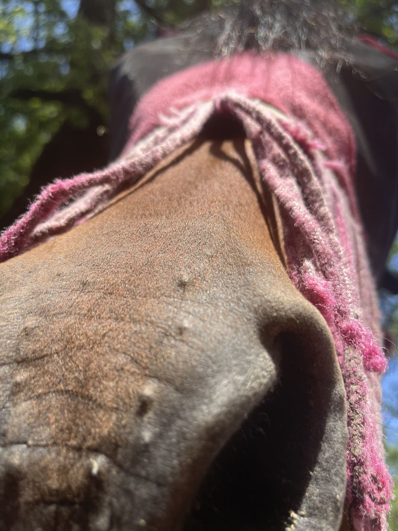 Le cheval, en gros plan
